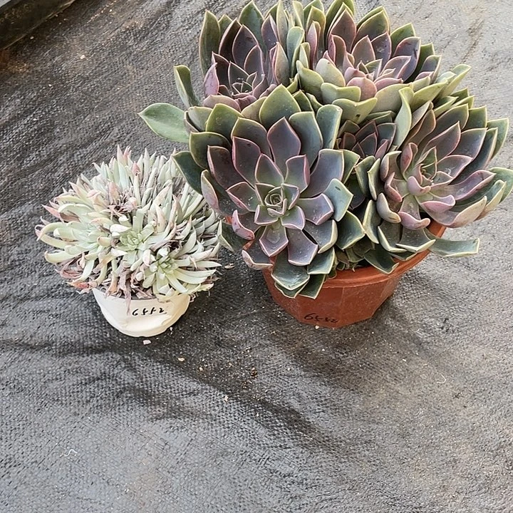 y***梦奴婢吉娜加紫气东来