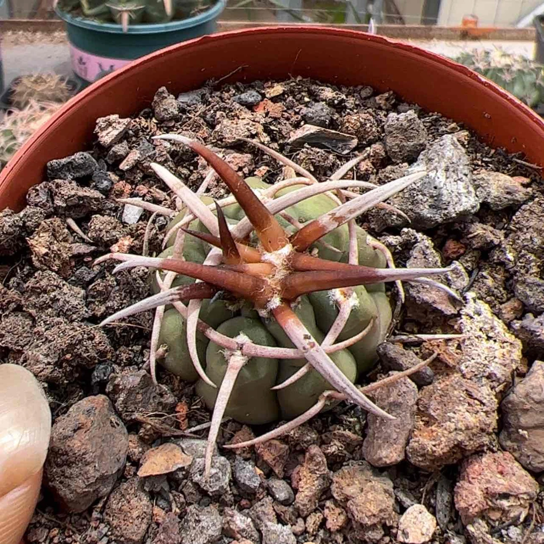 【闪购商品】实生仙人球