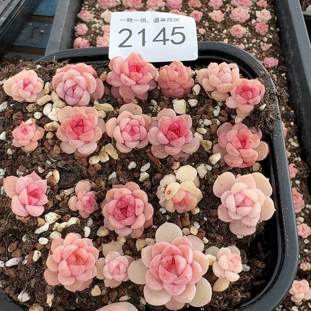 杂交新品珍妮多肉2145