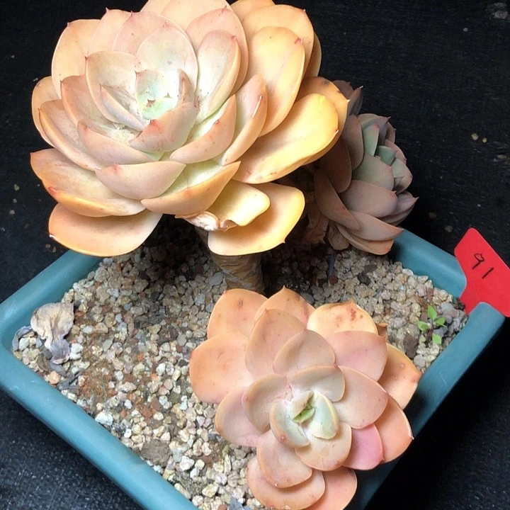 开*、91//////////////