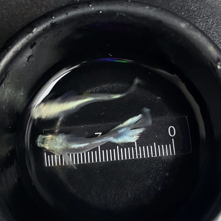 青鳉鱼青鳉光宽玛丽亚2号