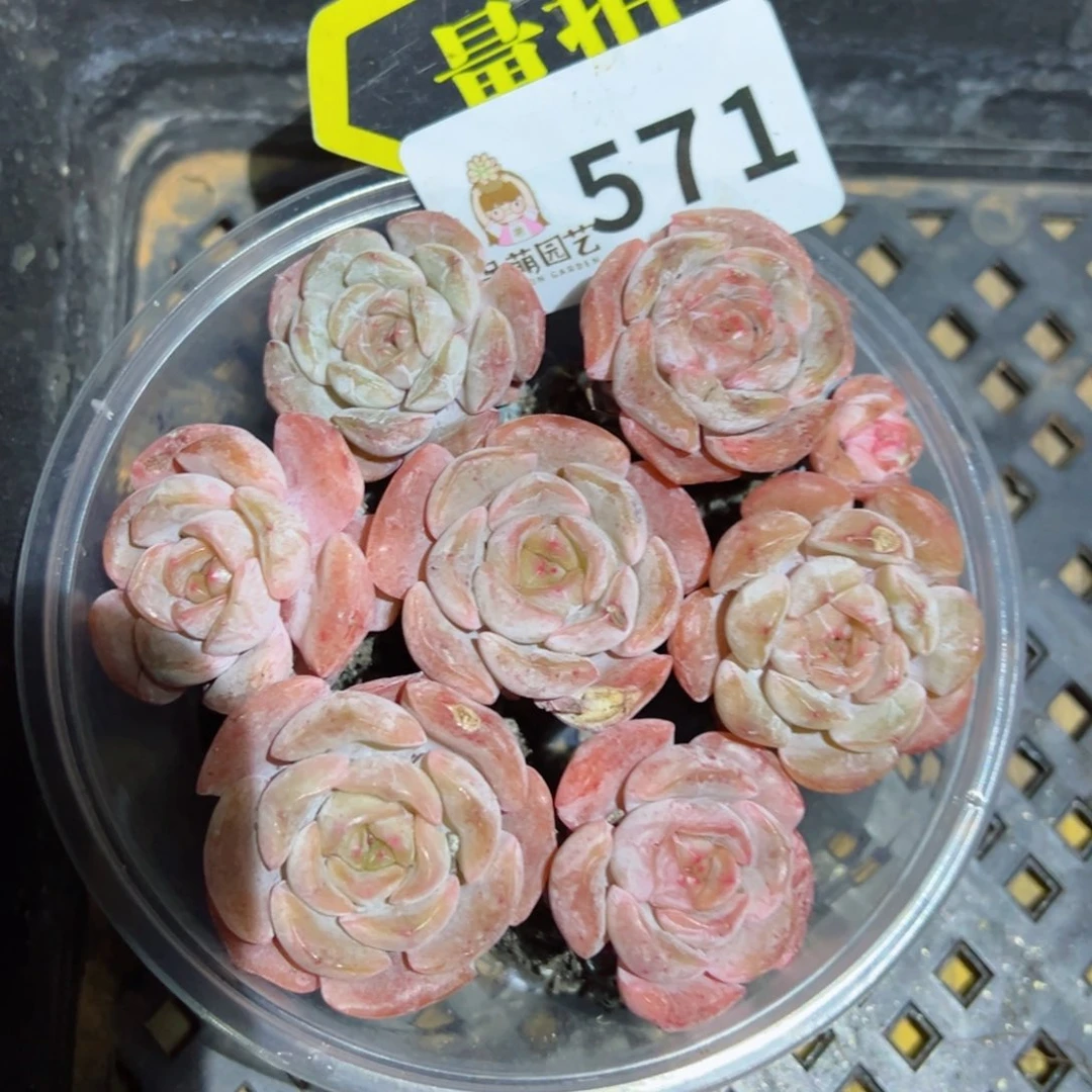 多肉植物多肉植物