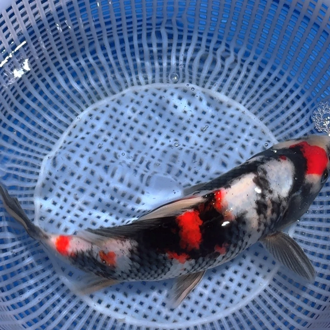 锦鲤精品甄选血统锦鲤