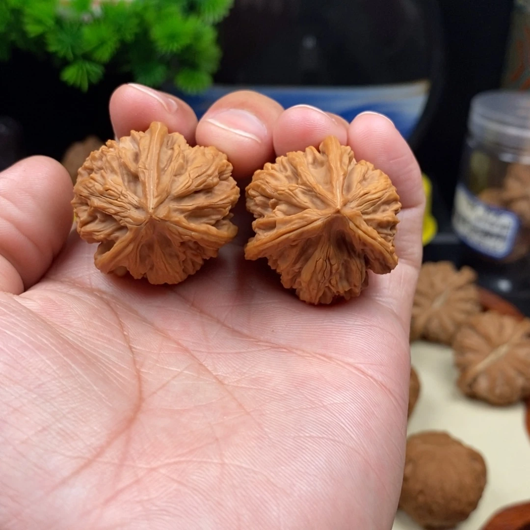 核桃御龙粗筋三棱34