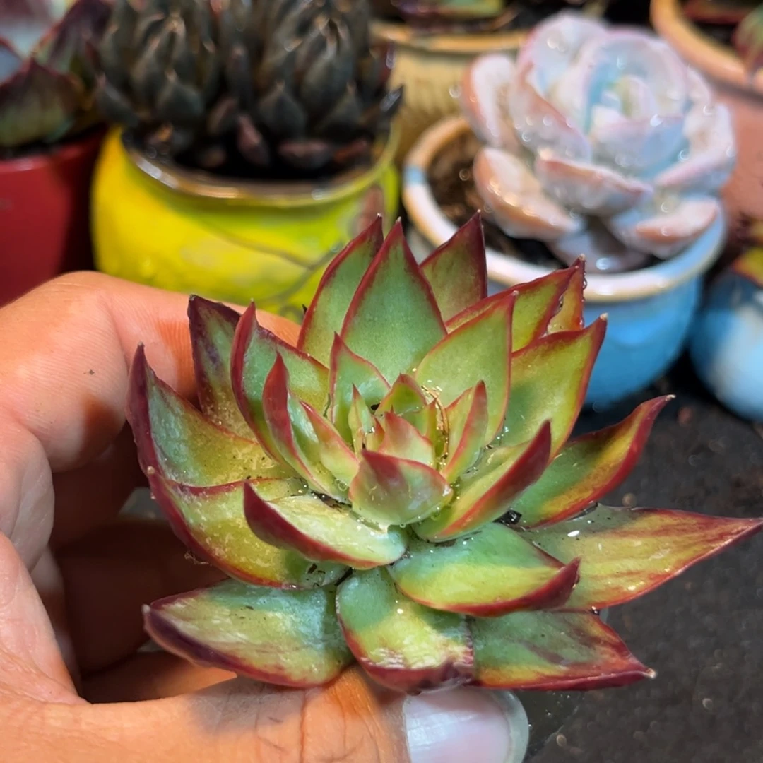 惊鸿一瞥多肉植物