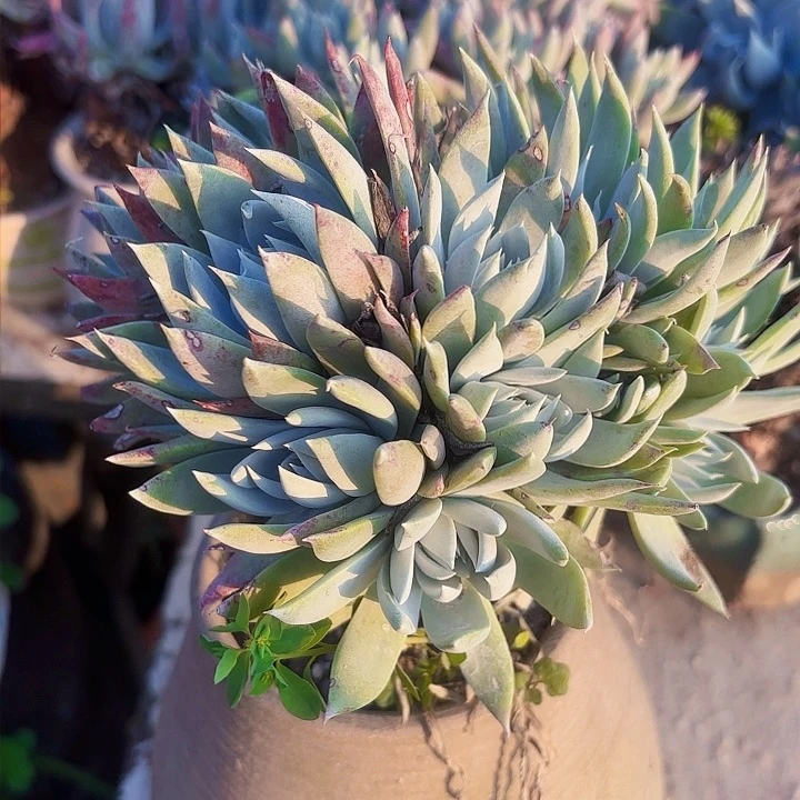 仙女杯多肉植物盆栽