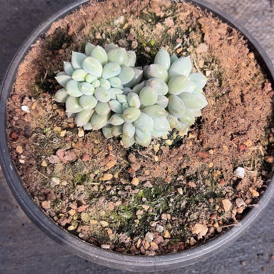 菊***姐哥特缀化多肉植物