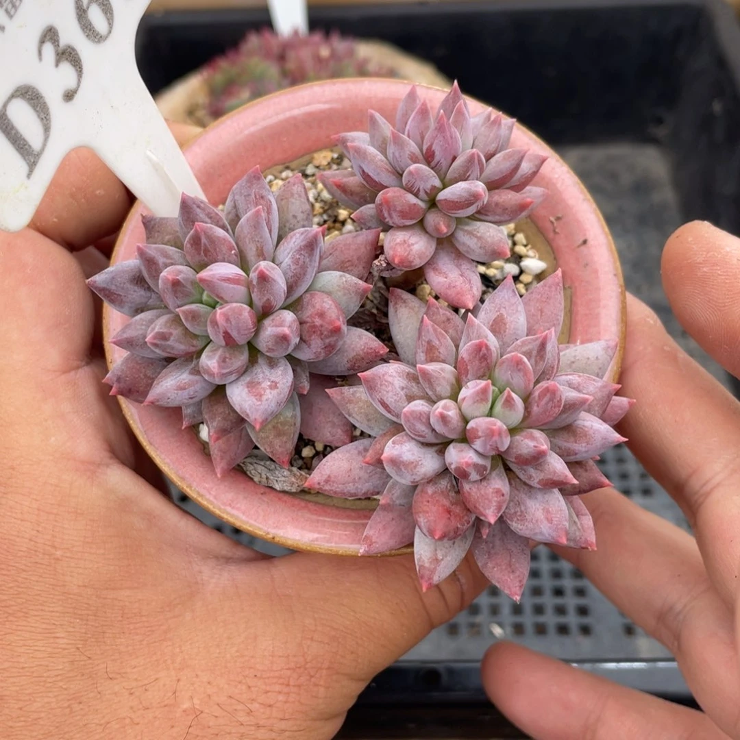 363所罗门不带盆8厘米