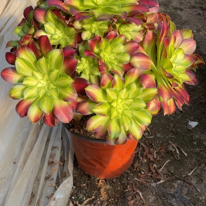 734号韶华多肉植物