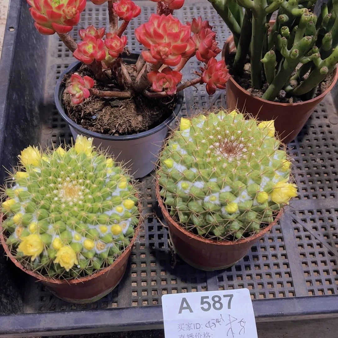 木*马多肉587多肉植物