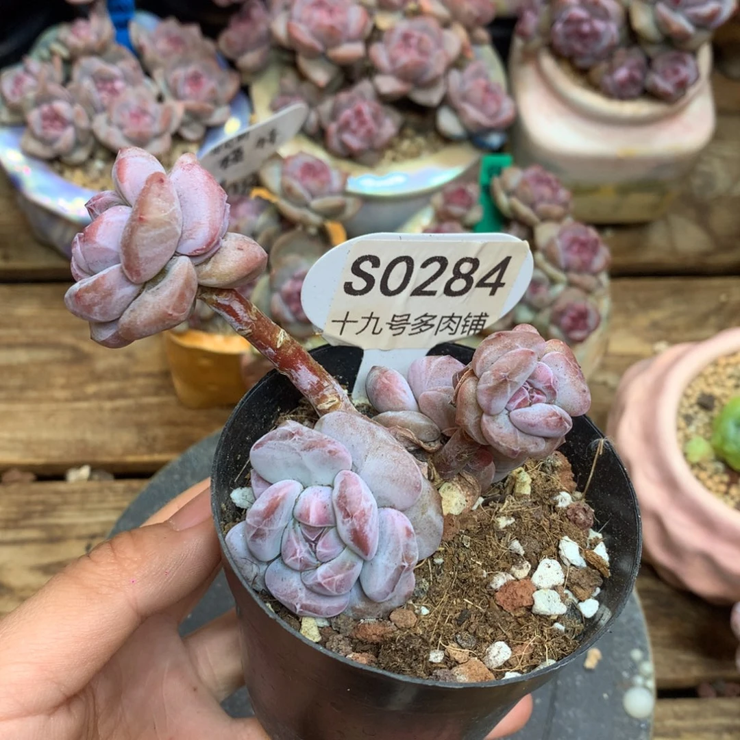 S0284 突尼斯 选小树 背景同款