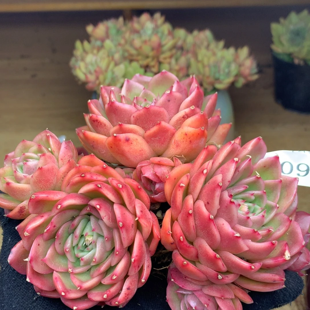 3096杂交多肉植物