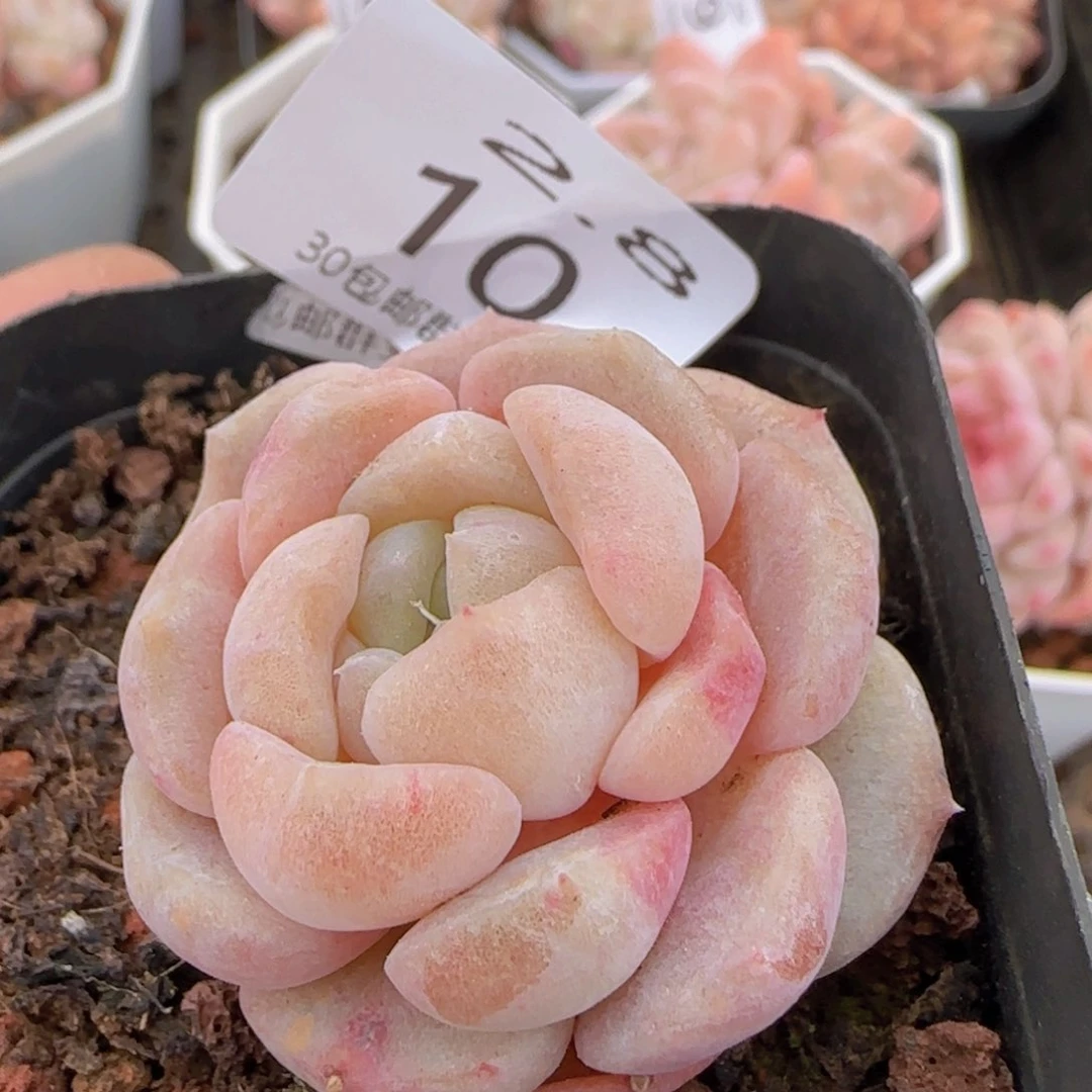 纯爱石化锦单头一颗脱土