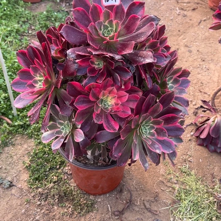 12-17金丝多肉植物