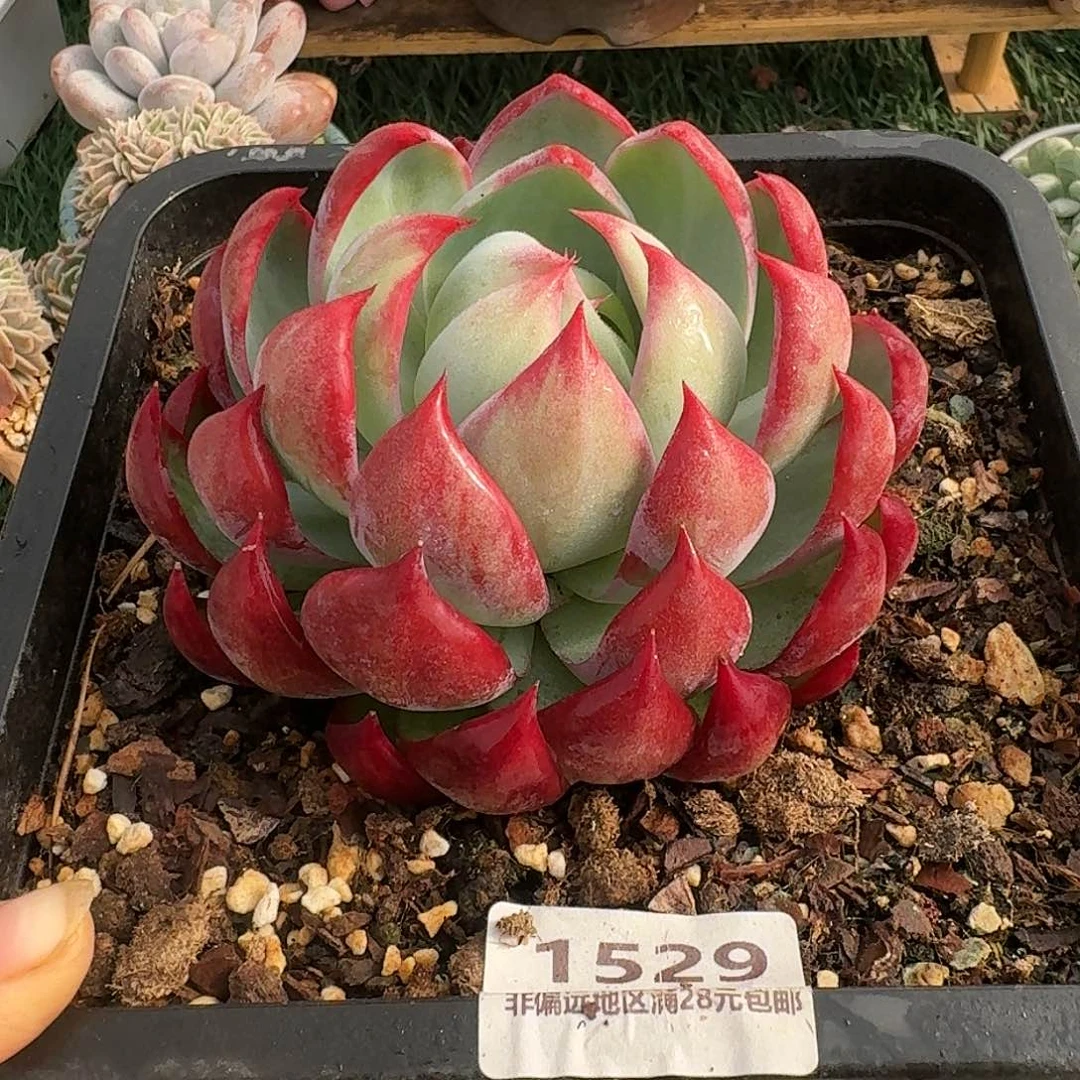 1529一物一拍（满28包邮）