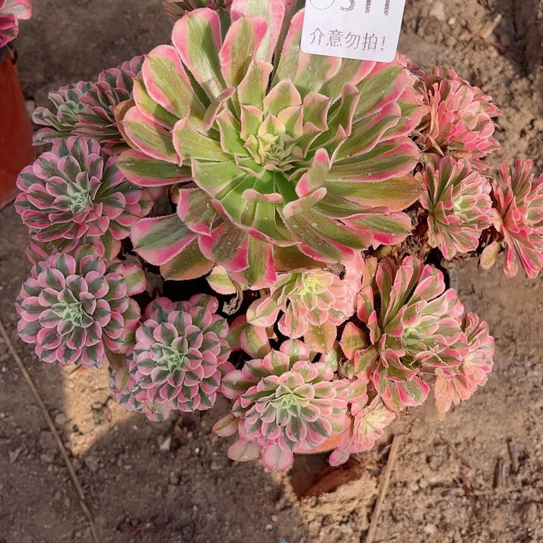 无花朵多肉植物311