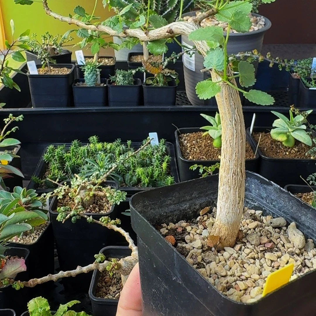 超浓奶香味 实生纳马带盆土包邮