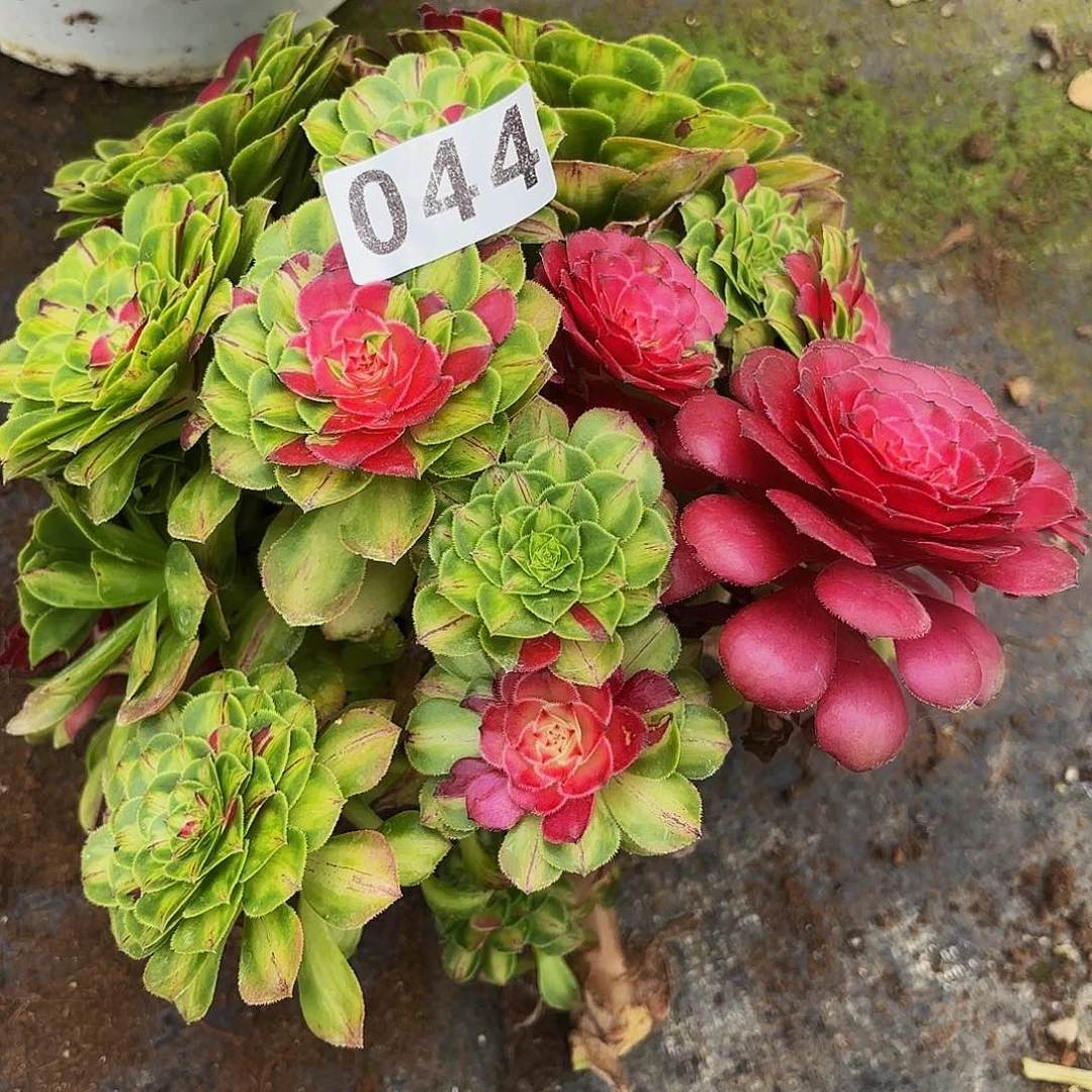 太***w044多肉植物植物发