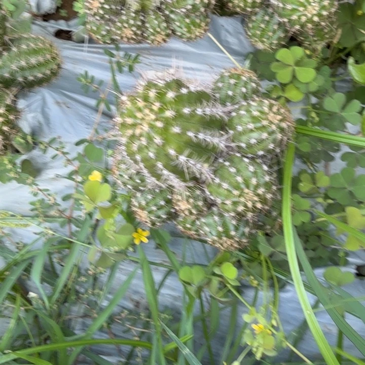 矮胖白檀745群生906