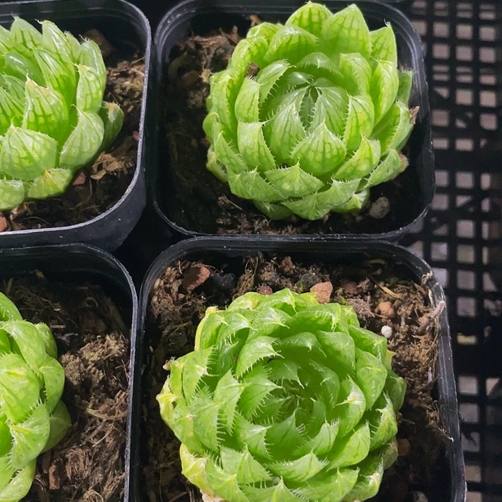 硬水晶玉露带盆土发货