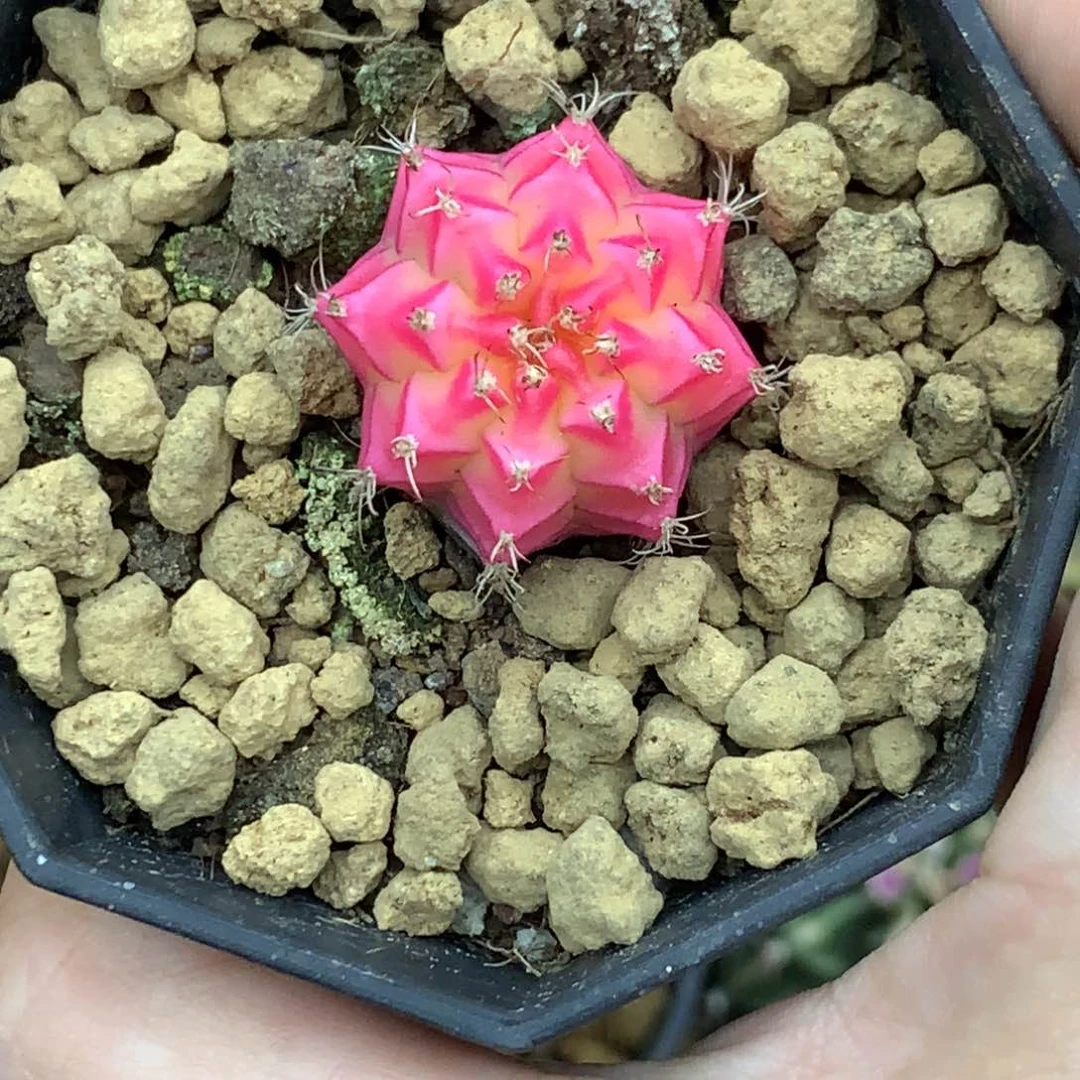 无花朵仙人球你哈牡丹锦