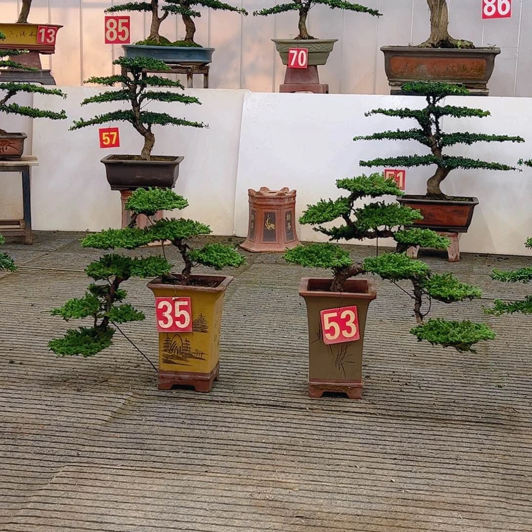 无花朵松柏类珍珠柏