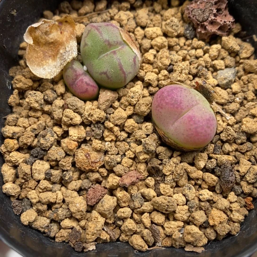 多肉植物肉锥杂交K-5182