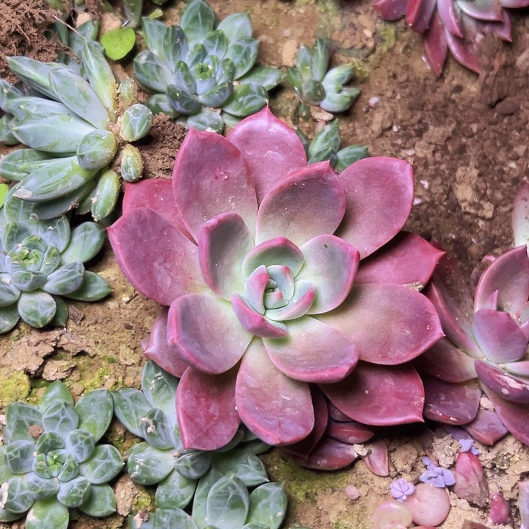 檀卡一个单头基地直发