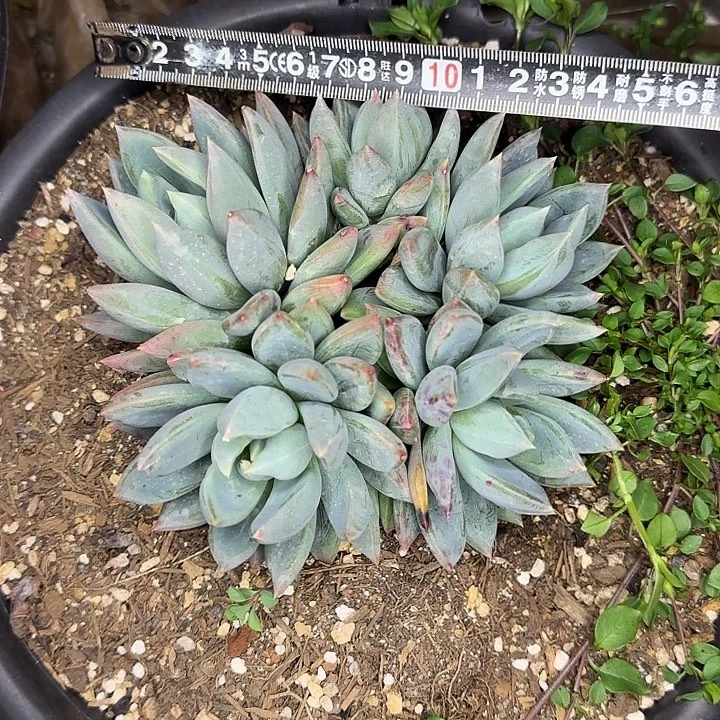 红蛋美人538 多肉植物一物一拍