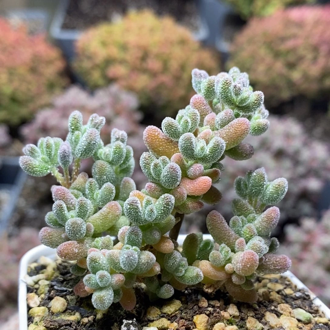 冰晶5914枝干番杏