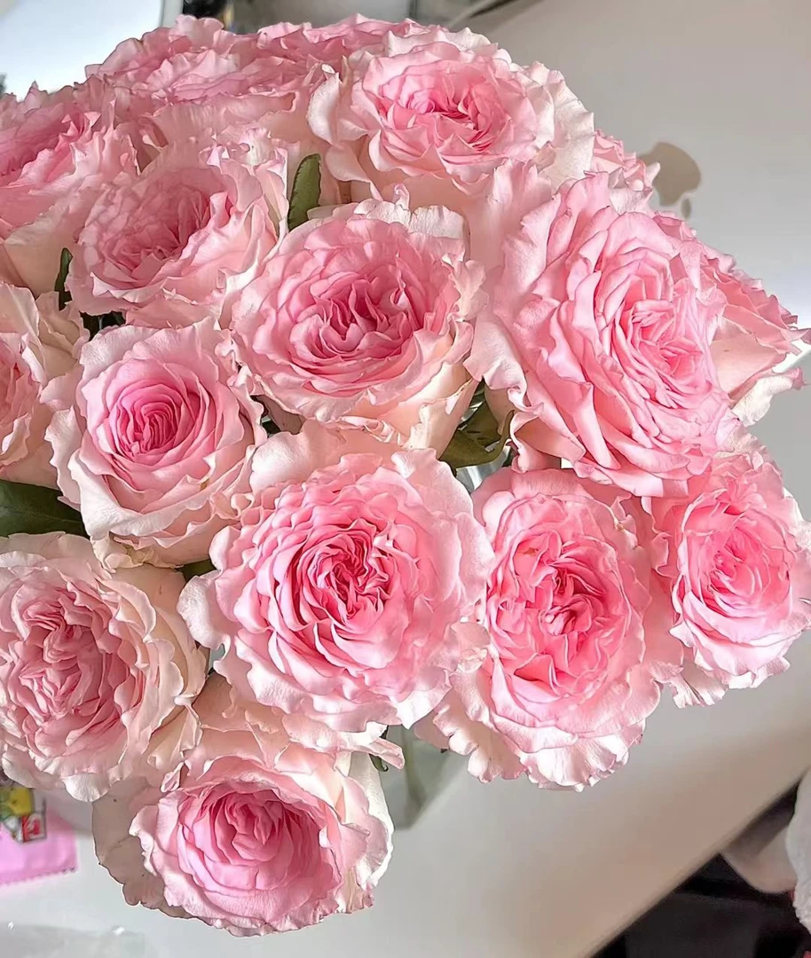 洛神玫瑰10支-任意两单顺丰包邮