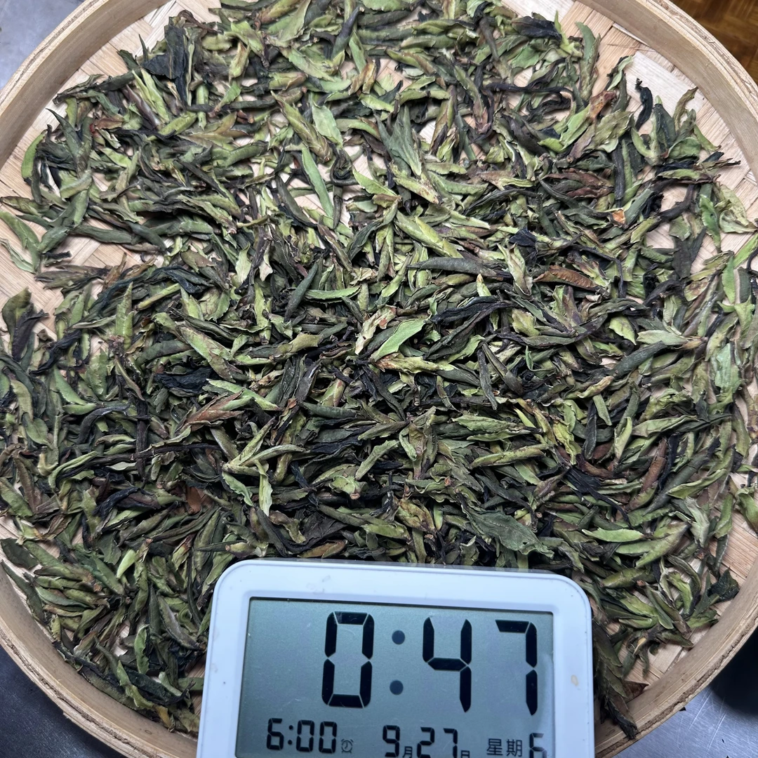 【1999号】2025年镇康野芽苞（9月26号）C