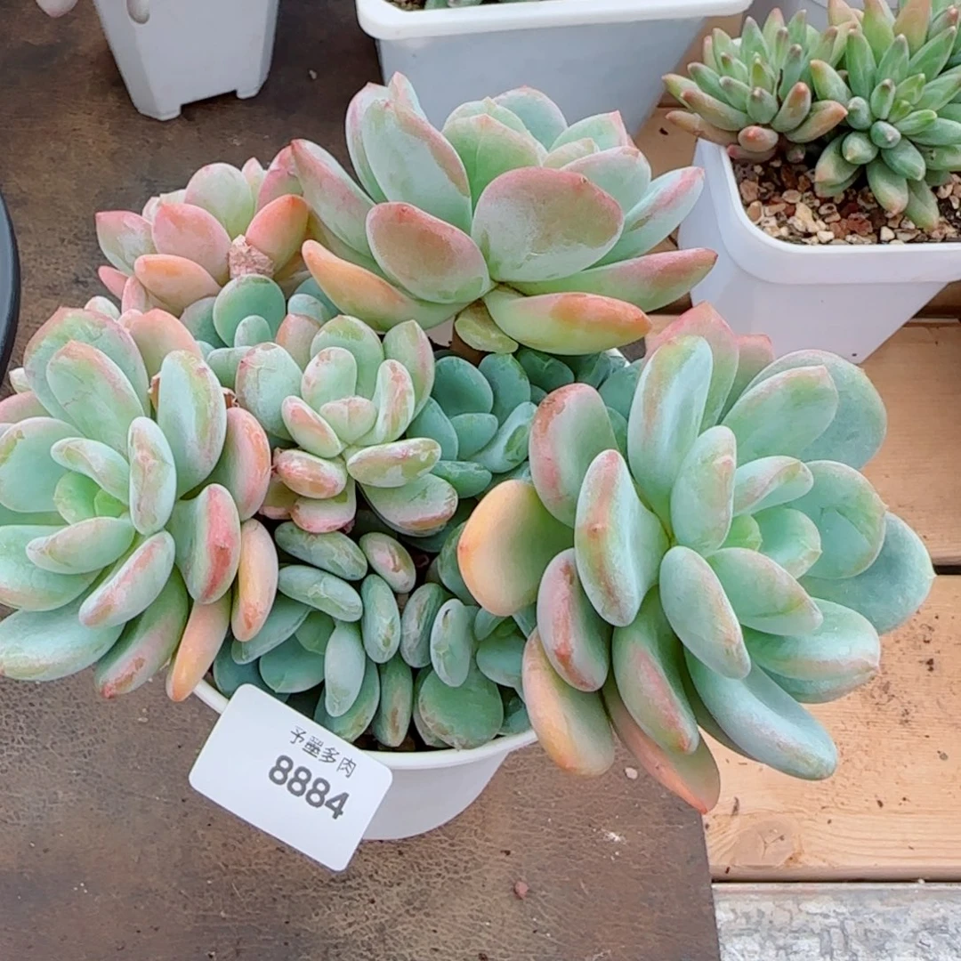 香橙，8884多肉植物