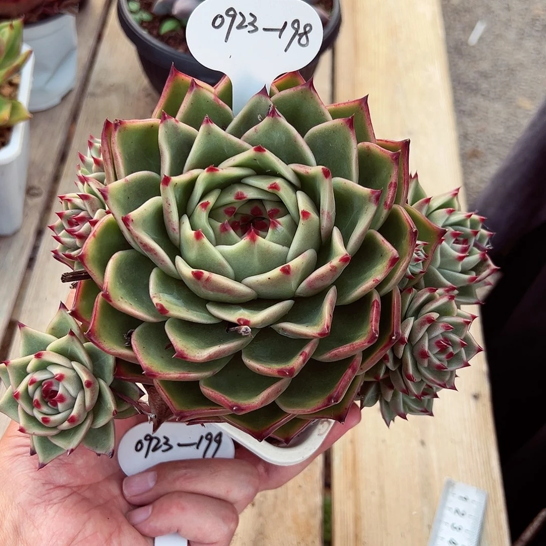 0923-198大蓝龙。。。