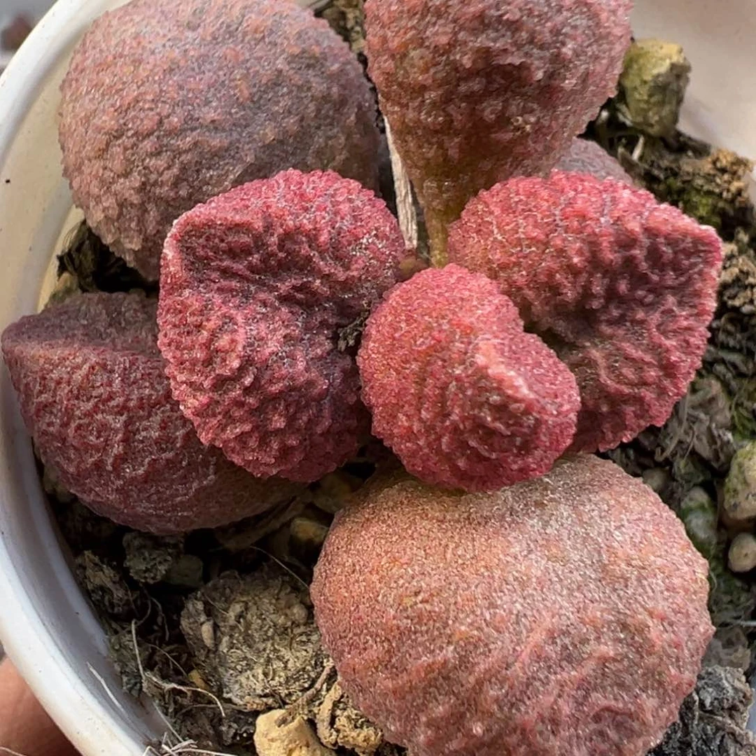 水蜜桃水泡多肉植物