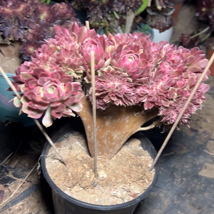 女神缀多肉多肉多肉117