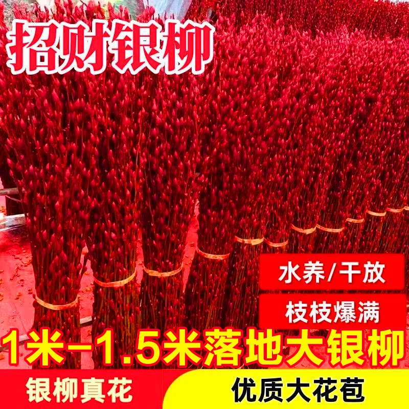 【0.6米 1米 1.2米 1.5米高】银柳真花鲜枝干花摆件喜庆红年宵花卉