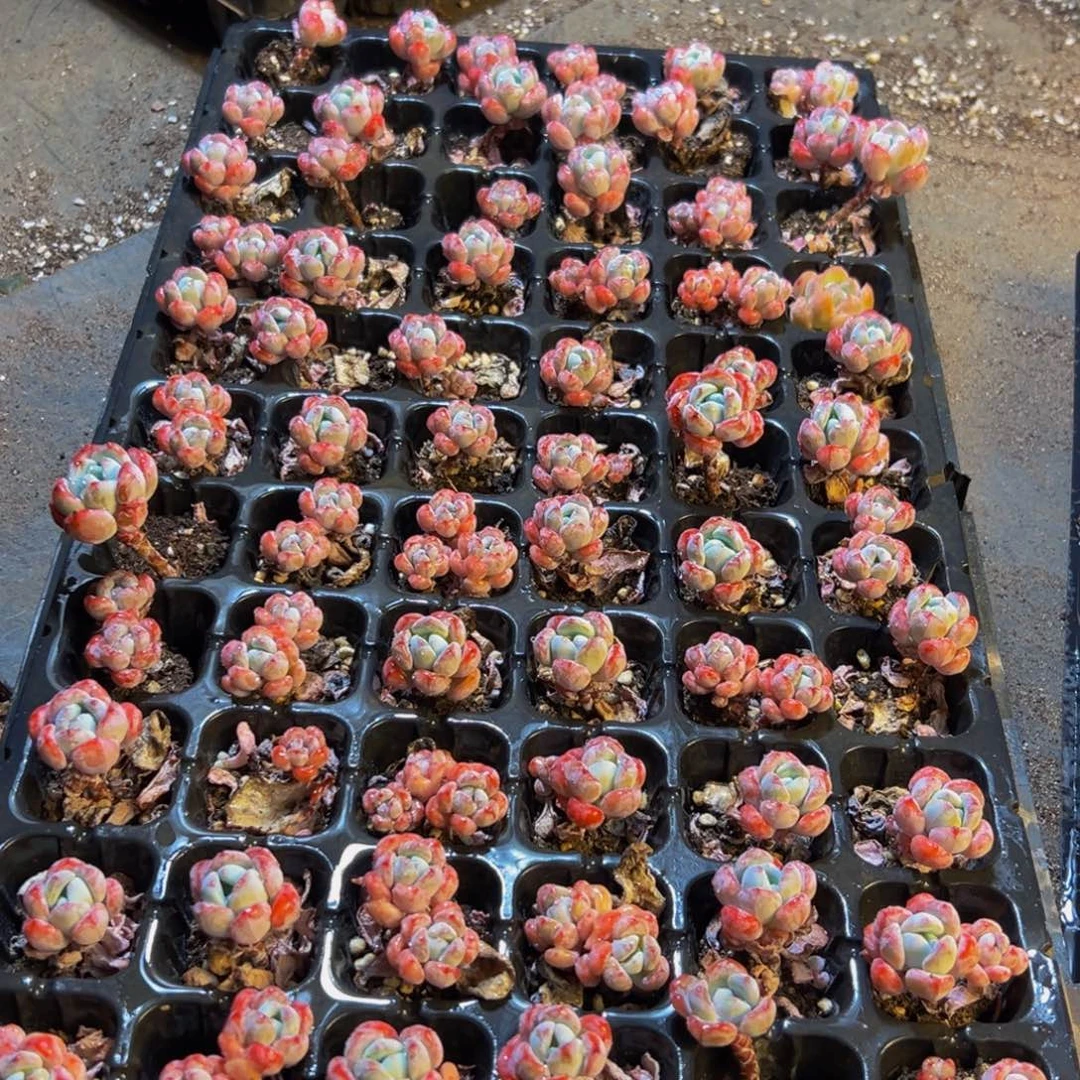 595dr呜呜呜呃好可爱好喜欢