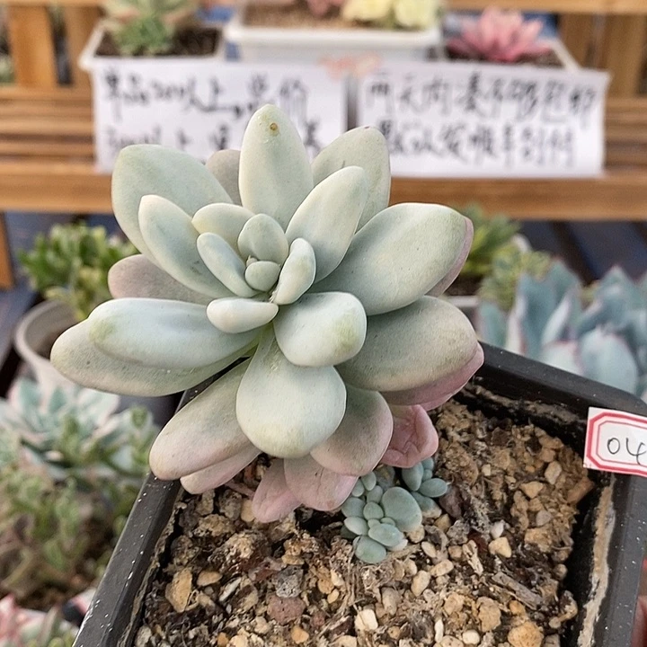 0418 香水洛神锦
