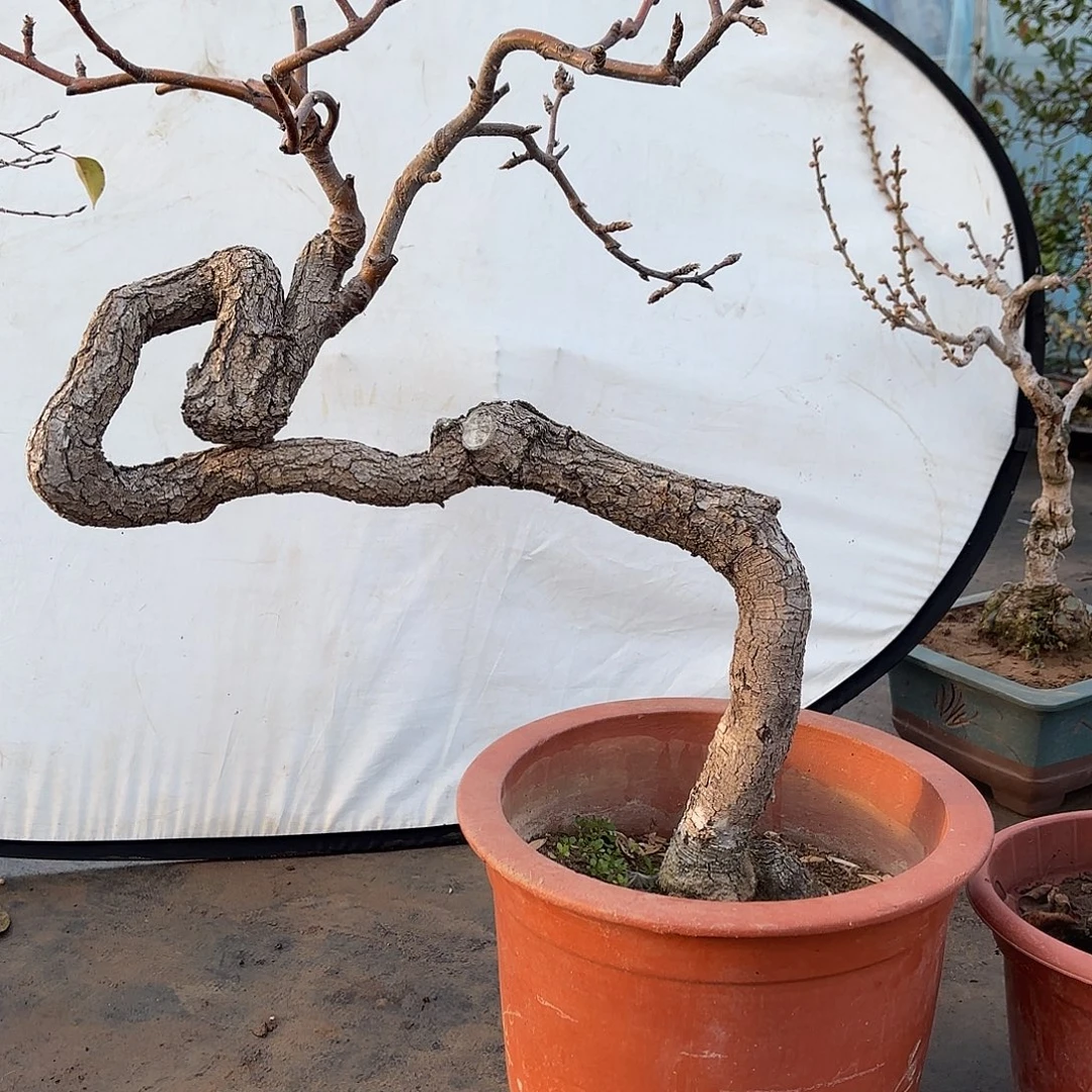 无花朵糖梨盆景造型盆栽花卉