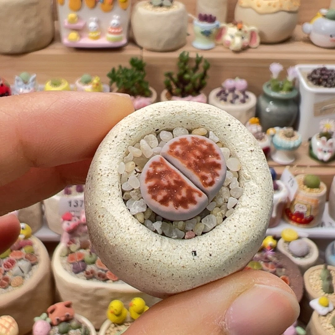 多肉植物153号屁屁花