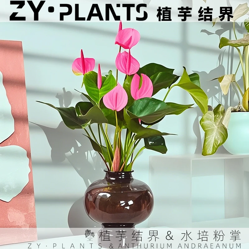 ZY·PLANTS「植芋结界」粉掌水培盆栽绿植水养美观桌面室内好养活