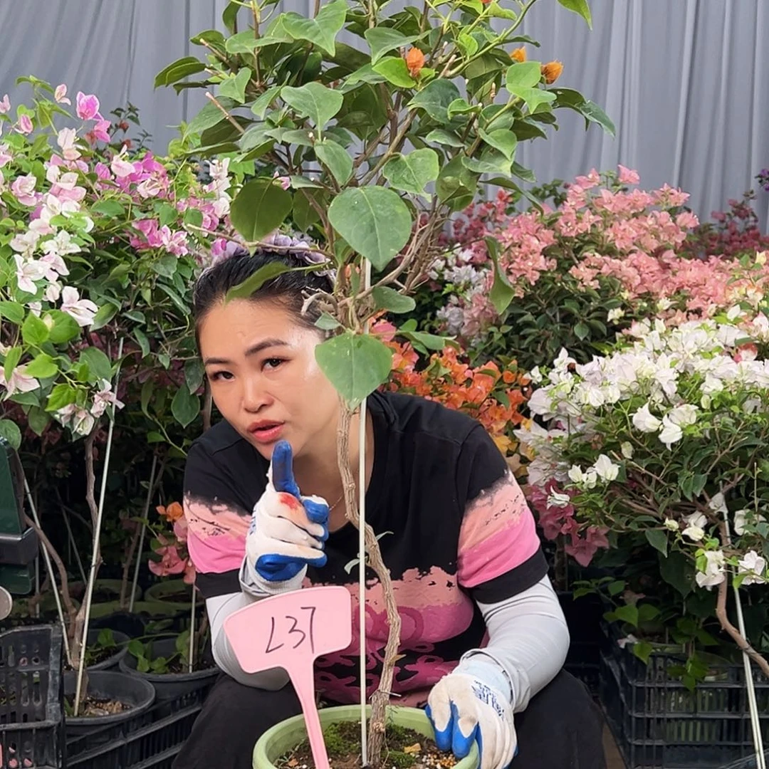 张***j大部分花苞少量开放L37金色光辉