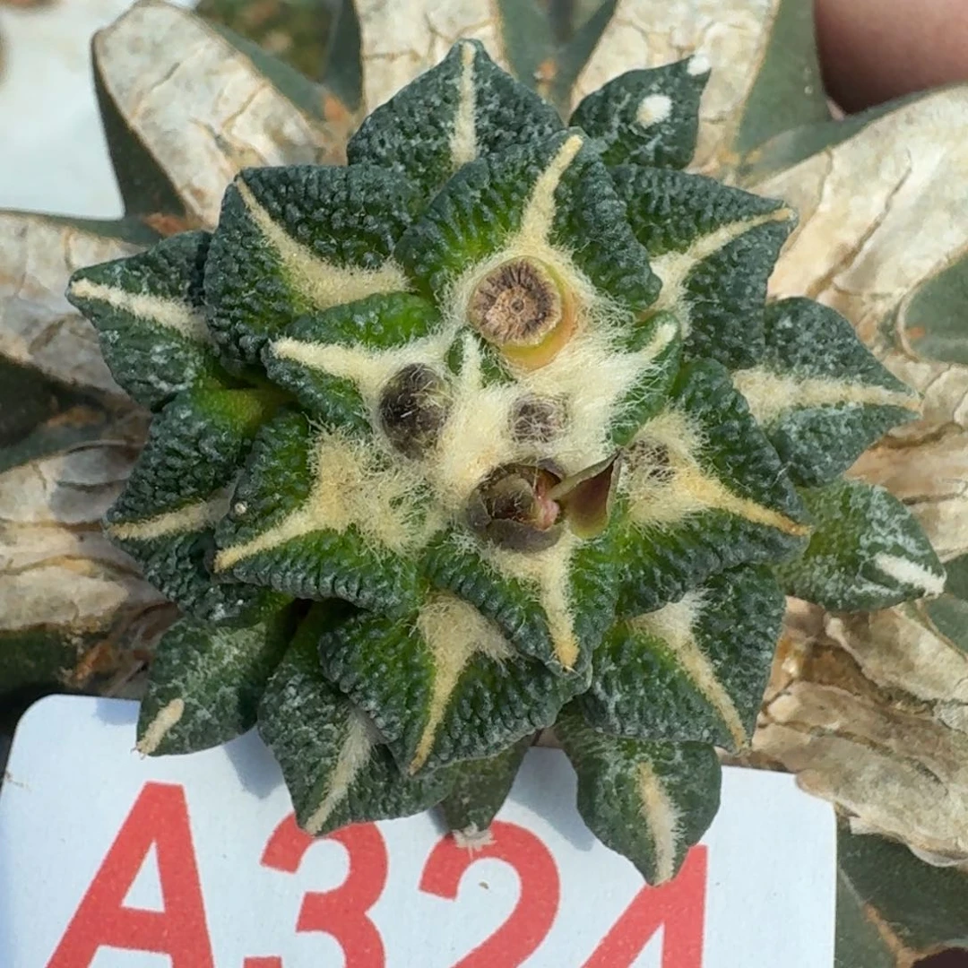 【闪购商品】颗粒大尤黑324