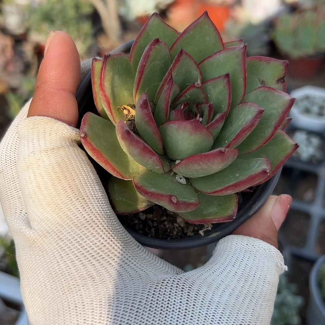 多肉植物多肉植物