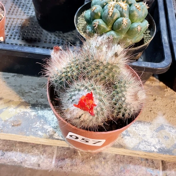 957多头绯秀玉仙人球