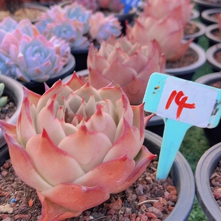 14星星脱土一个朵肉