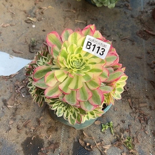 小*一颗多肉法师植物