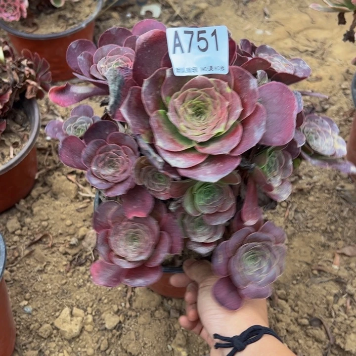魅金玫瑰多肉植物751.