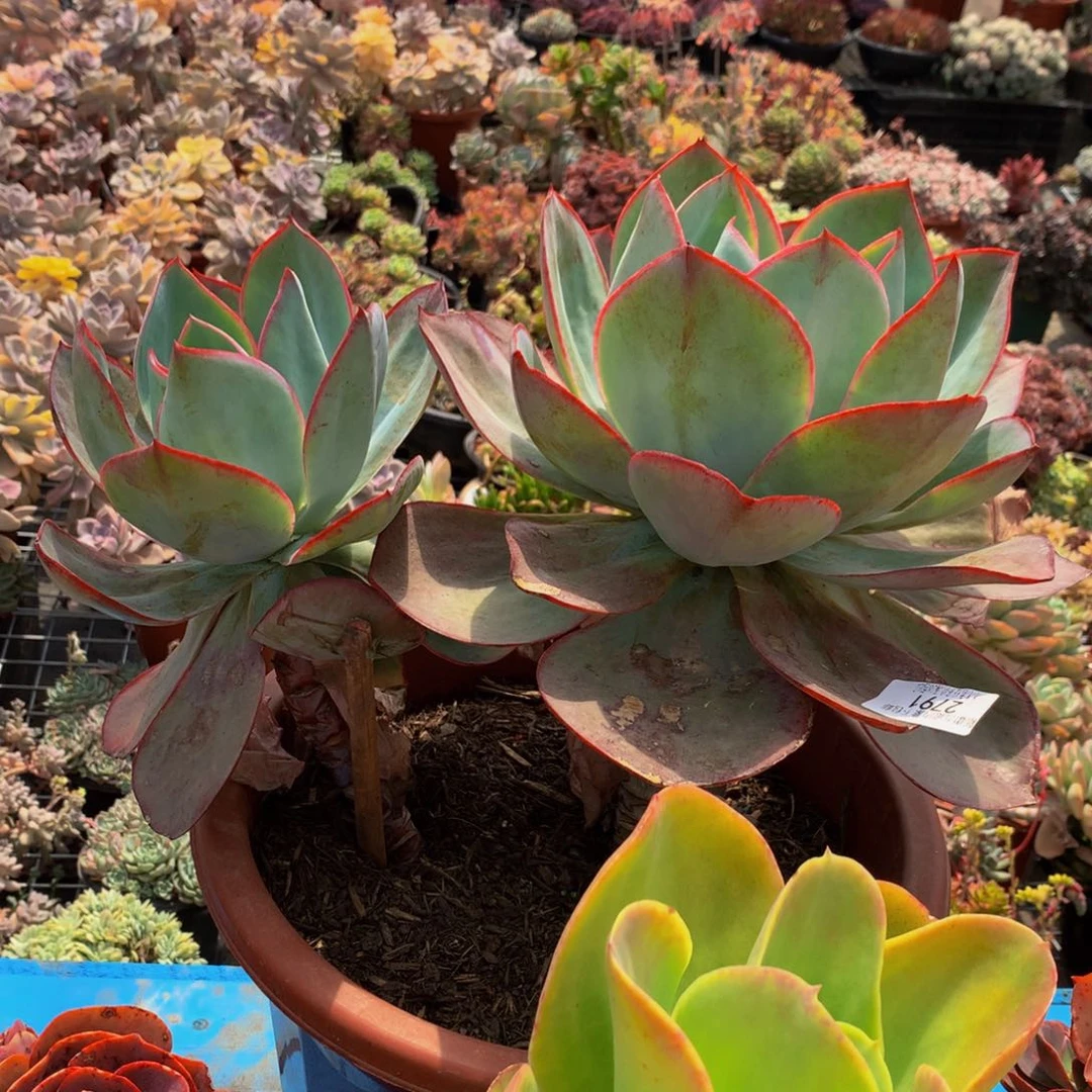 晨*    肯尼迪2791